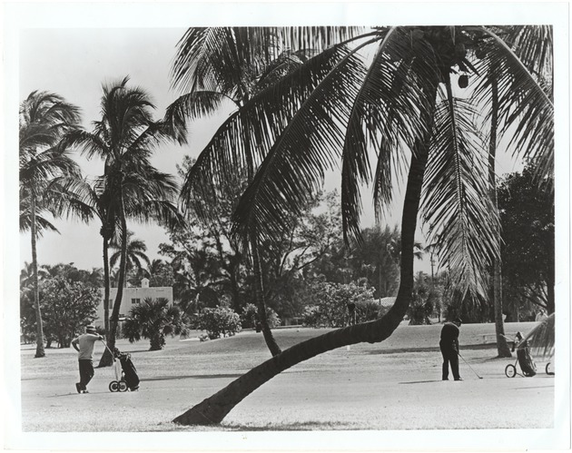 Golfers Putt among the Palms at a Miami Beach Golf Course - 