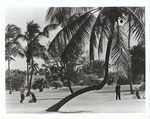 Golfers Putt among the Palms at a Miami Beach Golf Course