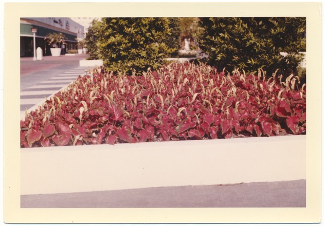 Lincoln Road Mall and the Miami Beach Community Church - Photograph, recto: [View of a garden on Lincoln Road Mall]