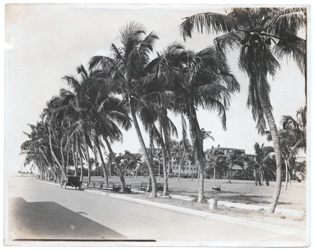 Royal Palm Hotel driveway in Miami - Photograph, recto: [Royal Palm Hotel driveway along Biscayne Bay, 1917]