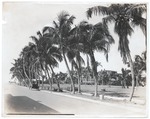 Royal Palm Hotel driveway in Miami