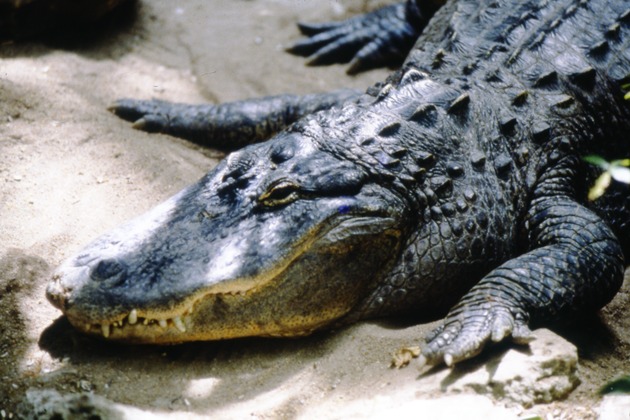 Miami Beach ocean front hotels, one alligator and a three-dimensional card - Transparency: [Head of an alligator]