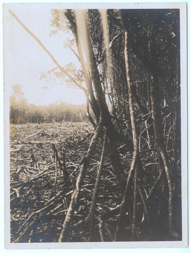 Mangroves and unidentified women in Miami Beach, 1905 - Photograph, recto: [View of a mangroves swamp on the bay side of Miami Beach, 1905]
