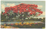 Royal Poinciana Tree postcard