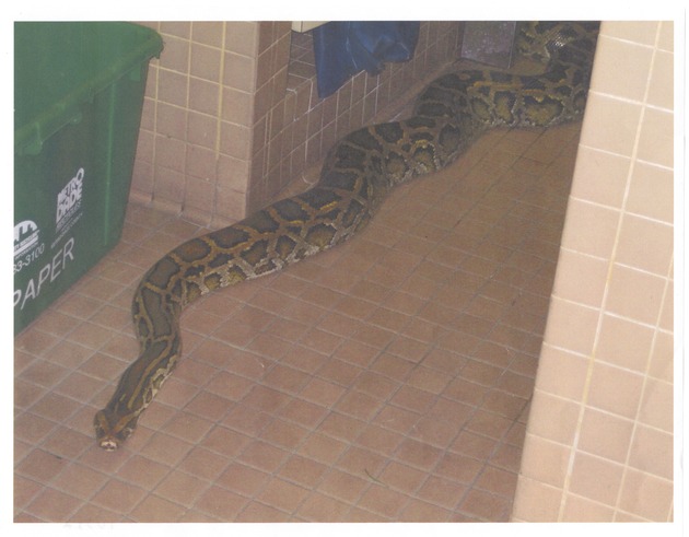 Burmese python on tile floor