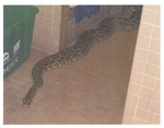 Burmese python on tile floor