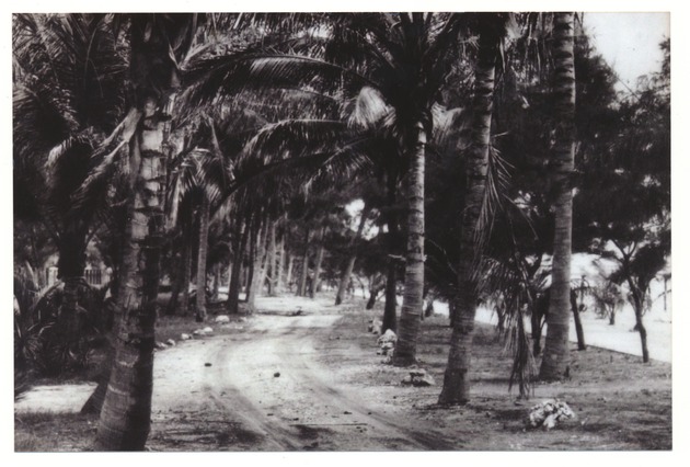 Palms lining a dirt path - Recto Photograph