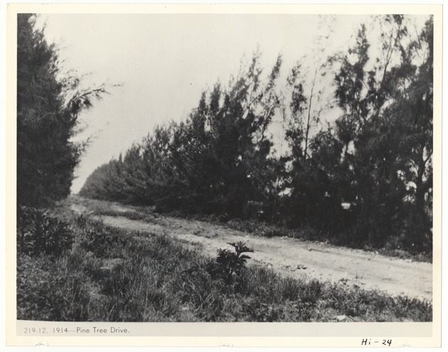 Pine Tree Drive - Recto Photograph