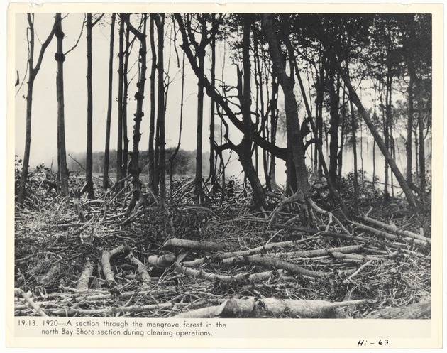 Mangrove forest in the north Bay Shore section during clearing operations - Recto Photograph
