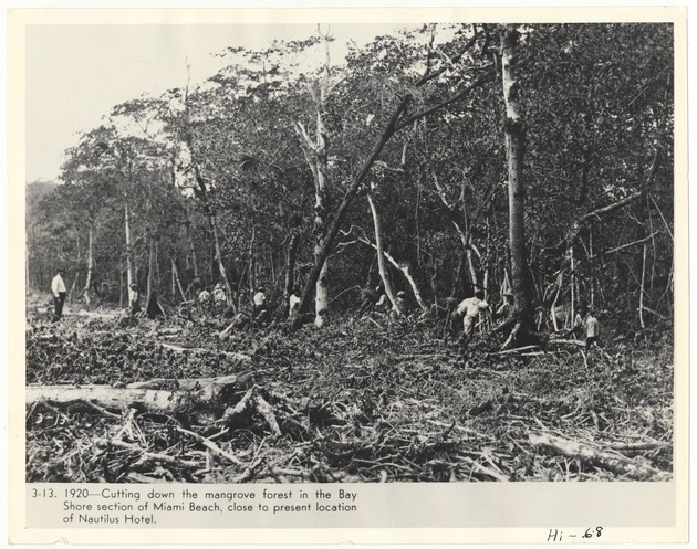 Men cutting down mangroves - Recto Photograph