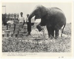 [1923] Rosie the elephant moving concrete blocks