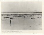 [1924] Surveyor in water driving leveling stakes