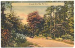 [1950] Postcard showing path crossing a forest