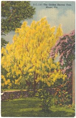 [1950] The Golden Shower Tree, Miami, Fla.