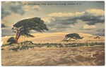 [1954] Wind-Blown Trees Along Dare County Beaches, N.C.