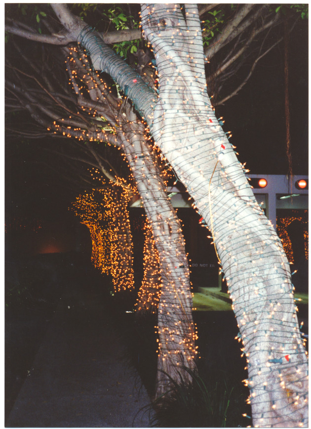 Lighted trees - 