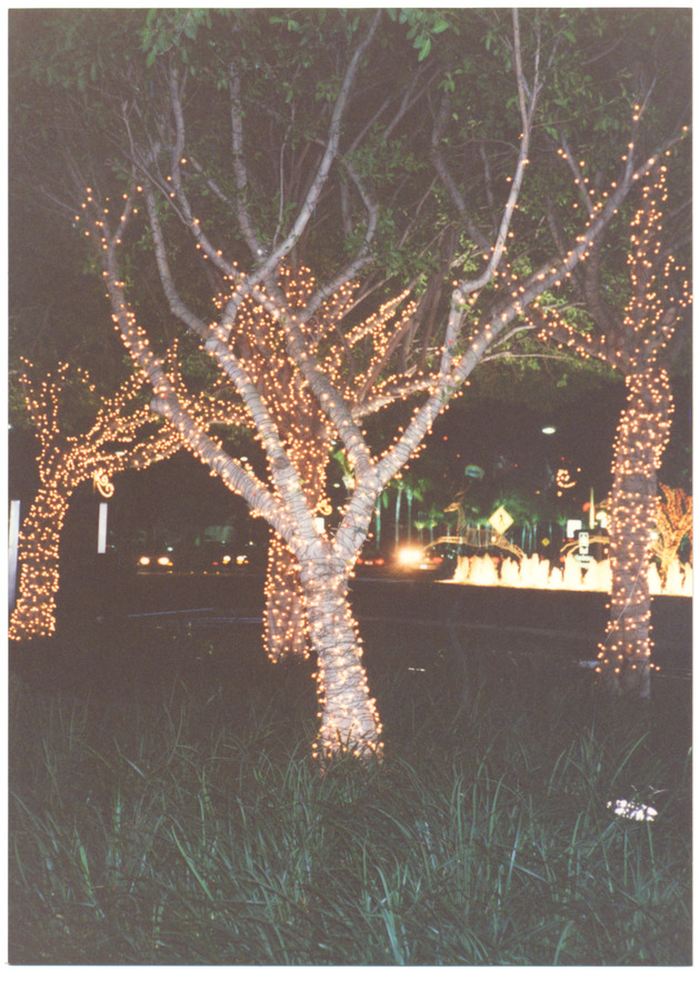 Lighted trees - 