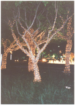 Lighted trees