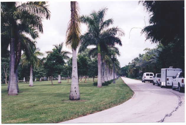 Palm Trees lining a park on Miami Beach - 