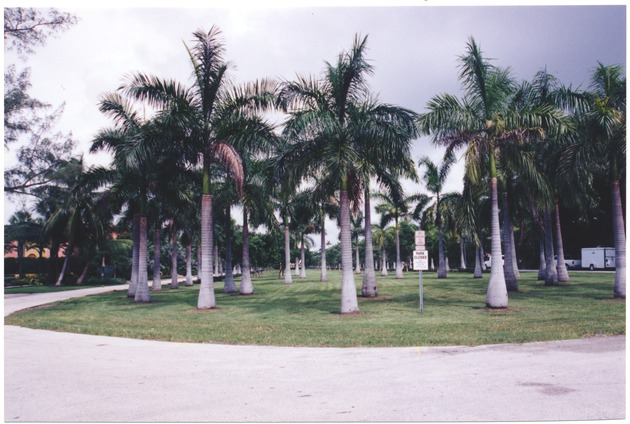 Palm trees in a Miami Beach park - 