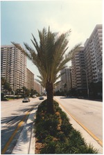 Street view of Collins Avenue median and palm tree