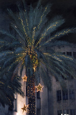 Lighted palm trees