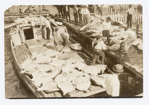 Turtle boat unloading