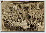 Sawfish hanging