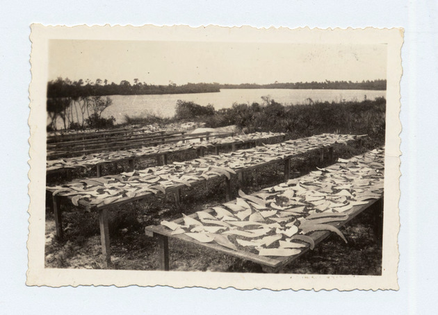 Shark fins drying