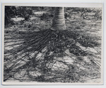 Hurricane damage on Upper Matecumbe Key