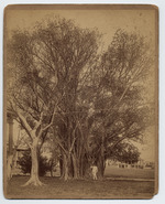 Banyan tree at the Army Barracks