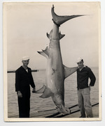 Hammerhead shark