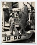 331 pound Jewfish