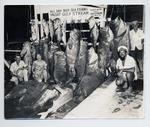 A large catch of Jewfish