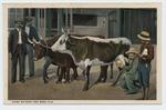 [1900] Dairy on foot, Key West, Fla