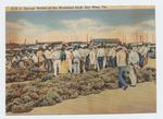 [1920/1929] Sponge market at Municipal Dock, Key West