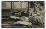 Killing turtles on the dock, Key West, Florida - front