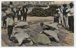 [1907/1929] Turtles and sponges in Florida