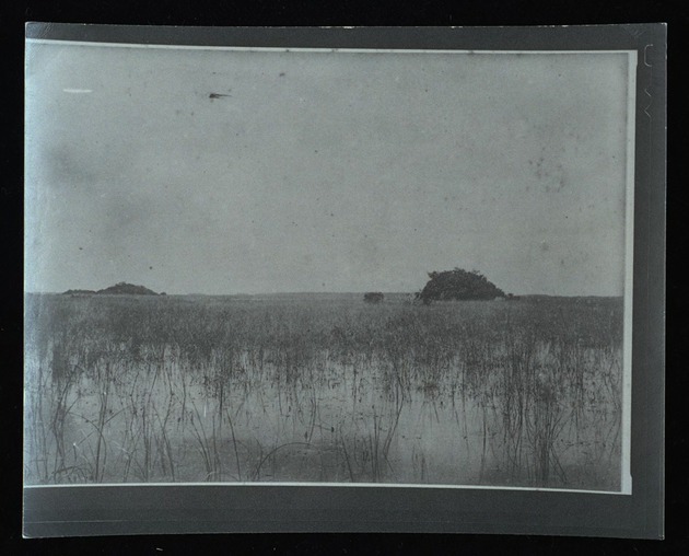 Photographs in the Everglades, 1800s - 1. Everglades (sawgrass marsh).