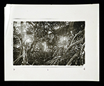 Red Mangroves near Brickell Hammock (Miami), ca. 1890.