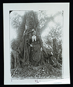 Mrs. Frothingham by wild fig tree [strangler fig], ca. 1890.