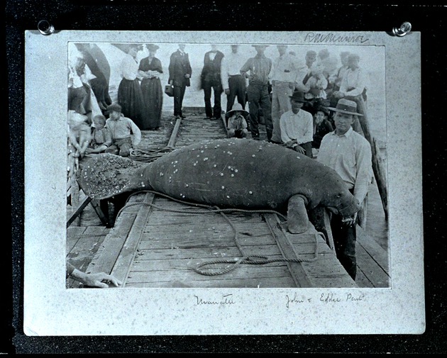 Marine animals, 1886-circa 1890. - 1. John and Eddie Pent [with] manatee [on a pier in Coconut Grove].