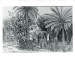 Date Palms, Southeast Corner King and St. George Streets, St. Augustine, Fla.