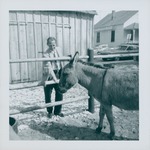 West side of Old Blacksmith Shop from inside burro pen with man petting burro, 1968