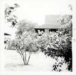 Rear yard of Arrivas House, with citrus trees and Arrivas House roof, looking East, 1971
