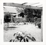 Garden in the rear yard of the Arrivas House, from arbor, looking West, 1965