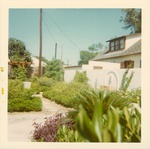 Ribera House garden along the north wall, facing West, 1967