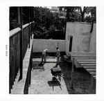 [1962] Laying sod in the west patio area of Arrivas House seen from the balcony, looking South, 1962