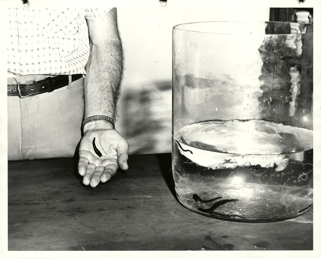 Leeches on display at the Spanish Military Hospital, 1967