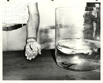 [1967] Leeches on display at the Spanish Military Hospital, 1967